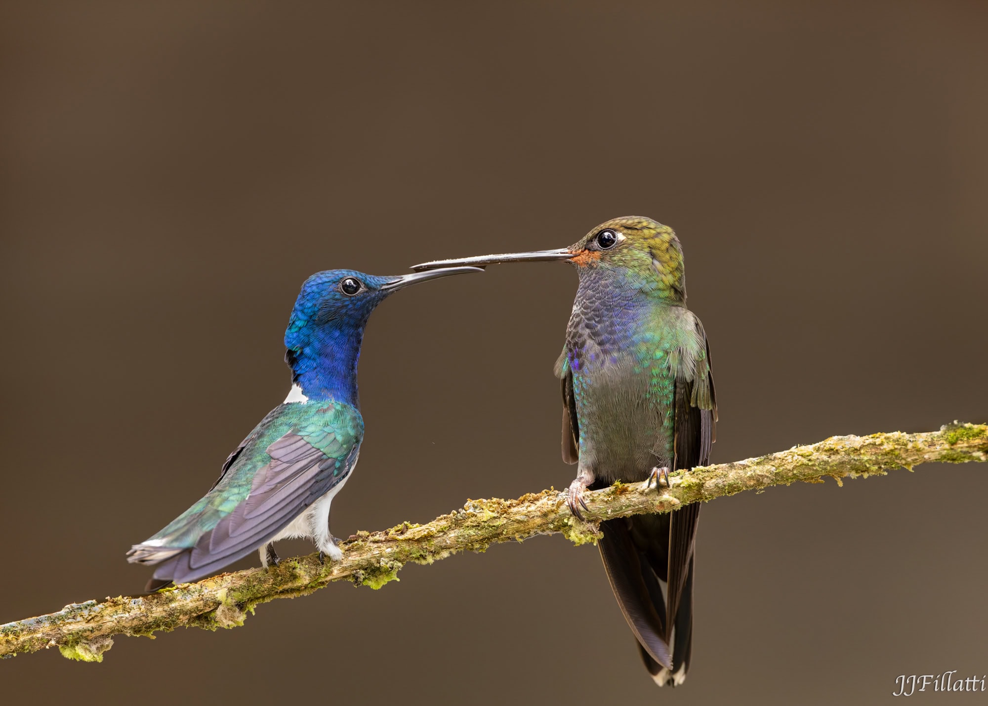 bird of colombia image 29